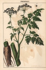 الشوكران أو Conium maculatum   ، من "The Instructive Picturebook، or Lessons from the Vegetable World،" [شارلوت ماري يونج] ، إدنبرة بواسطة مدرسة اللغة الإنجليزية