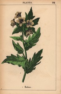 Henbane   ، من "The Instructive Picturebook، or Lessons from the Vegetable World،" [شارلوت ماري يونج] ، إدنبرة بواسطة مدرسة اللغة الإنجليزية
