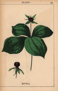 هيرب باريس ، من كتاب الصور الإرشادي ، أو دروس من عالم الخضروات ، [شارلوت ماري يونج] ، إدنبرة بواسطة مدرسة اللغة الإنجليزية