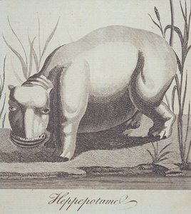 فرس النهر ، من مجلة جنتلمان ، نشرت في ديسمبر 1772 بواسطة مدرسة اللغة الإنجليزية