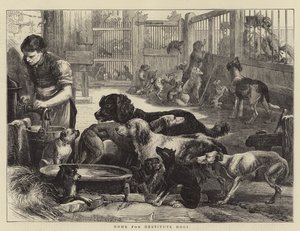 Home for Destitute Dogs (engraving) بواسطة مدرسة اللغة الإنجليزية