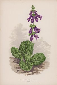 Horminum Pyrenaicum (لون ليثو) بواسطة مدرسة اللغة الإنجليزية