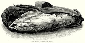 مومياء أبو منجل من ممفيس (نقش) بواسطة مدرسة اللغة الإنجليزية