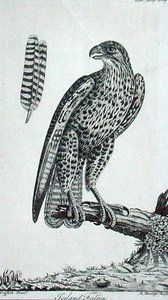أيسلندا فالكون (Falcon Rusticolus) ، من "The Gentleman's Magazine" ، يوليو 1771 (نقش) بواسطة مدرسة اللغة الإنجليزية