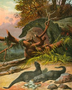 Ichneumon و Crocodile بواسطة مدرسة اللغة الإنجليزية