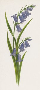 Illustration for A Dream of a Garden (colour litho) بواسطة مدرسة اللغة الإنجليزية