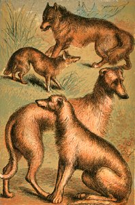 ابن آوى ، الذئب ، الذئب الأيرلندي و Deerhound بواسطة مدرسة اللغة الإنجليزية