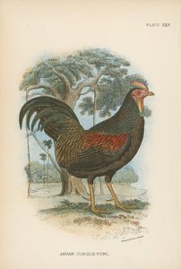 Javan Jungle-Fowl بواسطة مدرسة اللغة الإنجليزية