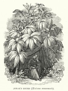 قرع يونان ، Ricinus communis (نقش) بواسطة مدرسة اللغة الإنجليزية