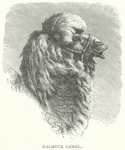 جمل كالموك (نقش) بواسطة مدرسة اللغة الإنجليزية