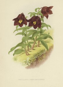 Kamchatka fritillary أو Kamchatka ليلى بواسطة مدرسة اللغة الإنجليزية