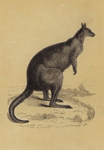 Kangaroo (colour litho) بواسطة مدرسة اللغة الإنجليزية