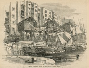 زراعة ثمار الكريسماس في Fresh Wharf بواسطة مدرسة اللغة الإنجليزية