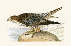 Lanner Falcon ، رسم توضيحي من "تاريخ طيور أوروبا غير المرصودة في الجزر البريطانية" بقلم تشارلز روبرت بري (1811-1886) ، نشر عام 1867