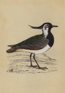 Lapwing (colour litho) بواسطة مدرسة اللغة الإنجليزية