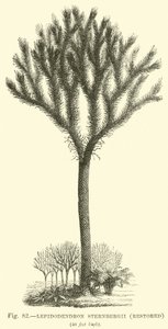 Lepidodendron Sternbergh ، تم ترميمه بواسطة مدرسة اللغة الإنجليزية