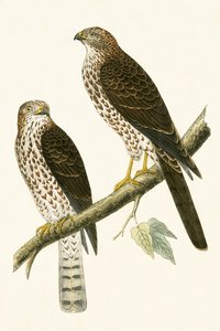 Levant Sparrow Hawk ، رسم توضيحي من "تاريخ طيور أوروبا غير المرصودة في الجزر البريطانية" بقلم تشارلز روبرت بري (1811-1886) ، نشر عام 1867 بواسطة مدرسة اللغة الإنجليزية