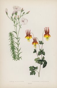 لينوم سالسوليدس Aquilegia Canadensis (لون ليثو) بواسطة مدرسة اللغة الإنجليزية