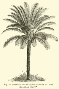 Cycad الحية (Cycas circinalis) من ساحل مالابار بواسطة مدرسة اللغة الإنجليزية