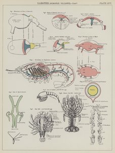 Lobster, Homarus Vulgaris (colour litho) بواسطة مدرسة اللغة الإنجليزية