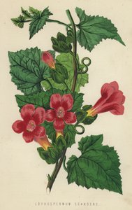 Lophospermum Scandens (الكروموليث) بواسطة مدرسة اللغة الإنجليزية