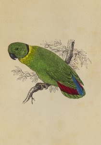 Love Bird (colour litho) بواسطة مدرسة اللغة الإنجليزية