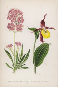 Lychnis Viscaria Splendens ؛ Cypripedium Calceolus (لون ليثو) بواسطة مدرسة اللغة الإنجليزية