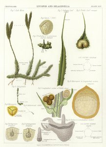 Lycopod و Selaginella بواسطة مدرسة اللغة الإنجليزية