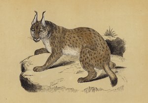 Lynx (colour litho) بواسطة مدرسة اللغة الإنجليزية