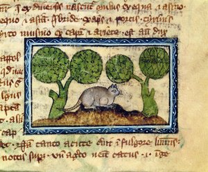 MS 379 f.12r MS 379 f.12r قطة رابضة على كومة من التراب، تفاصيل من كتاب بيستاري إنجليزي بواسطة مدرسة اللغة الإنجليزية