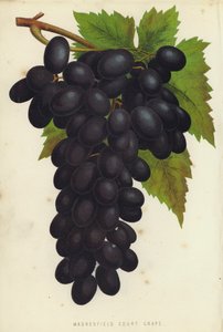 Madresfield Court Grape بواسطة مدرسة اللغة الإنجليزية