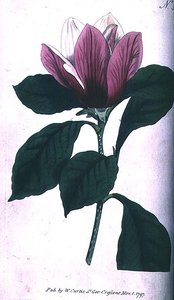 ماغنوليا (ماغنوليا بوربوريا) ، لوحة 390 من William Curtis 'The Botanical Magazine' (أو 'Flower Garden Displayed') ، حانة. 1792 (نقش) بواسطة مدرسة اللغة الإنجليزية