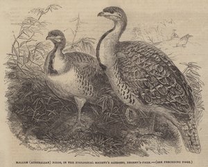 طيور ماللي (أسترالية) ، في حدائق جمعية علم الحيوان ، ريجنتس بارك (نقش) بواسطة مدرسة اللغة الإنجليزية
