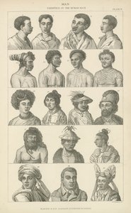 Man. Varieties of the human race (engraving) بواسطة مدرسة اللغة الإنجليزية