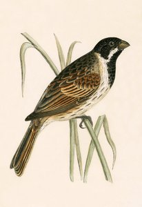 Marsh Bunting ، رسم توضيحي من "تاريخ طيور أوروبا غير المرصودة في الجزر البريطانية" بقلم تشارلز روبرت بري (1811-1886) ، نشر عام 1867 بواسطة مدرسة اللغة الإنجليزية