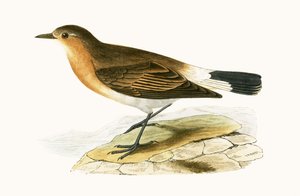 Menetries Wheatear ، توضيح من "تاريخ طيور أوروبا غير المرصودة في الجزر البريطانية" بقلم تشارلز روبرت بري (1811-1886) ، نشر عام 1867 بواسطة مدرسة اللغة الإنجليزية