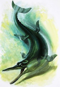Metriorhynchus بواسطة مدرسة اللغة الإنجليزية