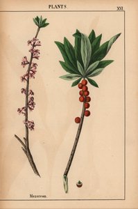 Mezereon مع التوت الأحمر والزهور الوردية.  ، من "The Instructive Picturebook، or Lessons from the Vegetable World،" [شارلوت ماري يونج] ، إدنبرة بواسطة مدرسة اللغة الإنجليزية
