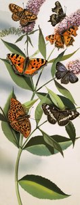 مونتاج الفراشات بواسطة مدرسة اللغة الإنجليزية