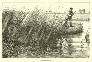 Moorhen الرماية بواسطة مدرسة اللغة الإنجليزية
