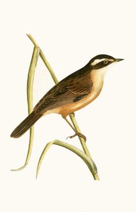 Moustached Warbler ، توضيح من "تاريخ طيور أوروبا غير المرصودة في الجزر البريطانية" بقلم تشارلز روبرت بري (1811-1886) ، نشر عام 1867 بواسطة مدرسة اللغة الإنجليزية
