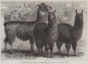 ألباكاس ولاما من ليدجر في سوفينبورغ ، مقر السيد أتكينسون ، نيو ساوث ويلز (نقش) بواسطة مدرسة اللغة الإنجليزية