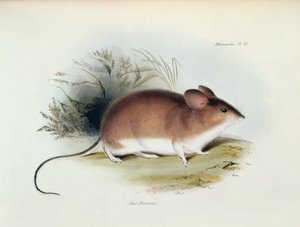 Mus Darwinii ، رسم توضيحي من علم الحيوان لرحلة HMS Beagle ، 1832-1836 ، بقلم تشارلز داروين (1809-92) ، 1840 بواسطة مدرسة اللغة الإنجليزية