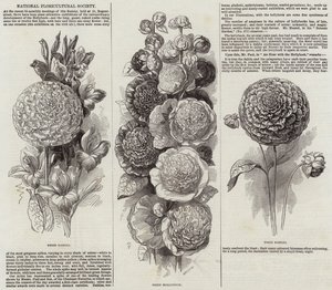 National Floricultural Society (engraving) بواسطة مدرسة اللغة الإنجليزية