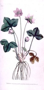 نوبل ليفروورت (Anemone hepatica) ، اللوحة 10 من William Curtis "The Botanical Magazine" (أو "Flower Garden Displayed") ، حانة. 1787 (نقش) بواسطة مدرسة اللغة الإنجليزية