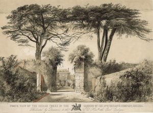 المنظر الشمالي لأشجار الأرز في حدائق شركة Apothecarys ، تشيلسي ، لندن بواسطة مدرسة اللغة الإنجليزية