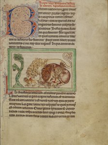 Northumberland Bestiary ، c.1250-60 (غسيل ملون وحبر على ورق) بواسطة مدرسة اللغة الإنجليزية