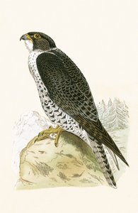 النرويجي Jer-Falcon ، رسم توضيحي من "تاريخ طيور أوروبا غير المرصودة في الجزر البريطانية" بقلم تشارلز روبرت بري (1811-1886) ، نشر عام 1867