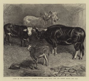 Notes at the Zoological Gardens, Brahmin Bull, Gayal Cow, and Hybrid Heifer and Calf (engraving) بواسطة مدرسة اللغة الإنجليزية