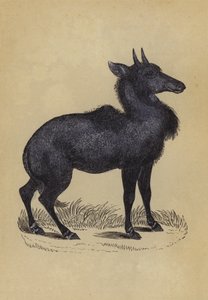 Nylghau (لون ليثو) بواسطة مدرسة اللغة الإنجليزية